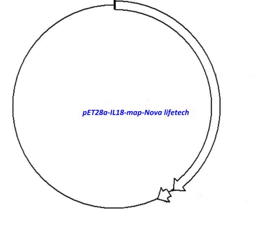 pET28a-IL18