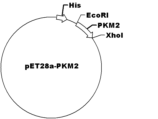 pET28a-PKM2(FL) Plasmid