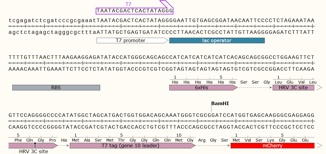 pET28a-mCherry-plasmid