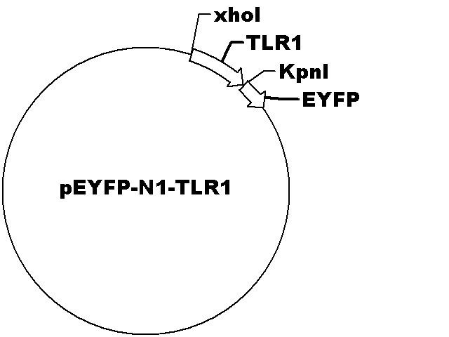 pEYFP-N1-TLR1 Plasmid