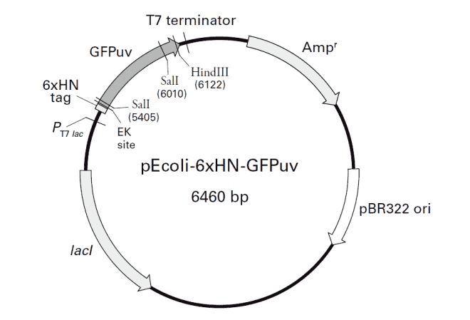 pEcoli-6xHN-GFPuv