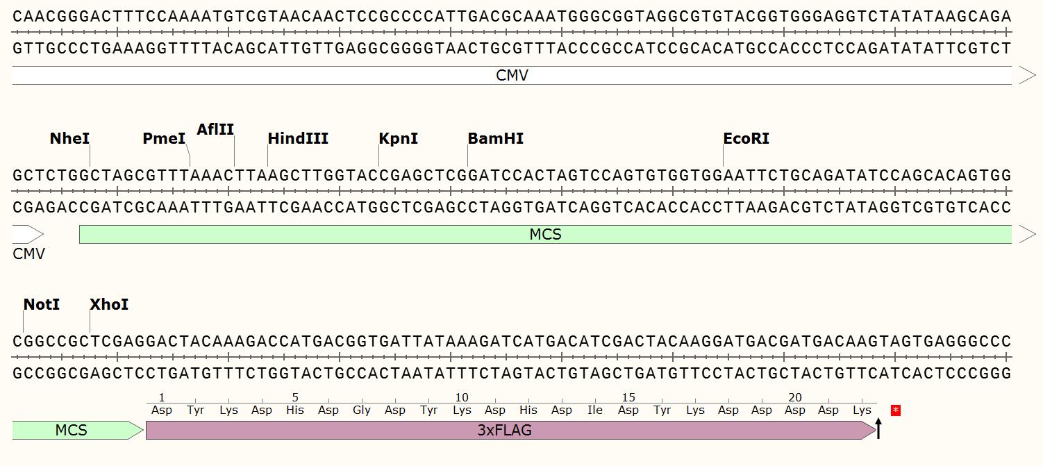 pEnCMV-MCS-3×FLAG plasmid