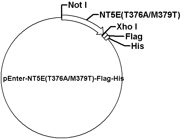 pEnter-NT5E(T376A/M379T)-Flag-His Plasmid