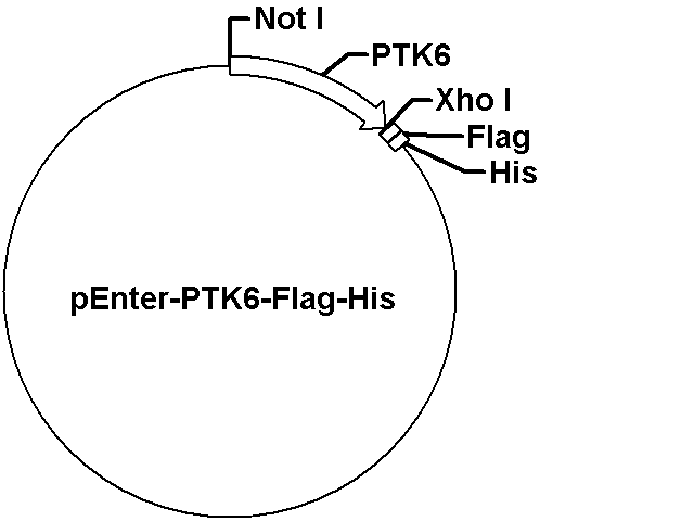 pEnter-PTK6-Flag-His Plasmid