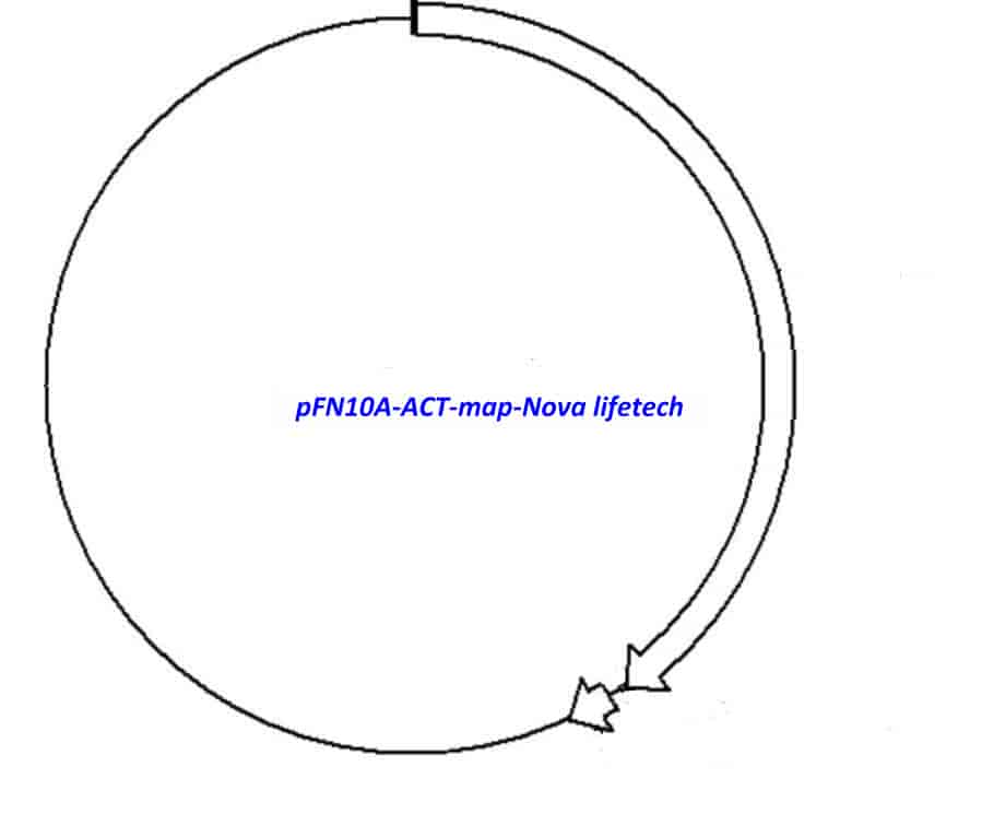 pFN10A (ACT) - Click Image to Close