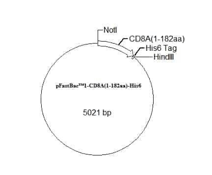 pFastBac 1-CD8A(1-182aa)-His6 Plasmid