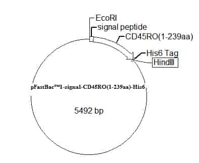 pFastBac 1-signal-CD45RO(1-239aa)-His6 Plasmid