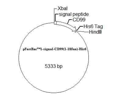 pFastBac 1-signal-CD99(1-185aa)-His6 Plasmid