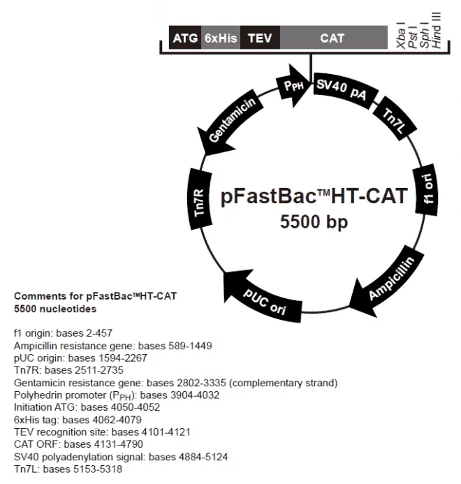 pFastBacHT-CAT