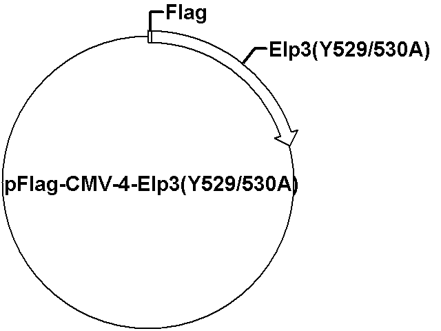 pFlag-CMV-4-Elp3 Plasmid