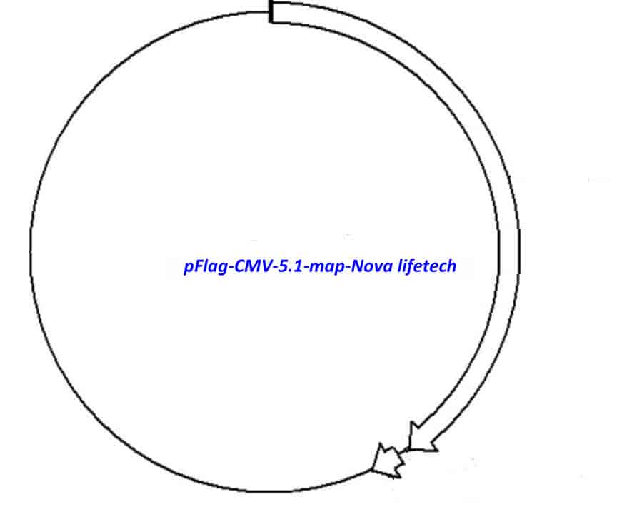 pFlag- CMV- 5.1 - Click Image to Close