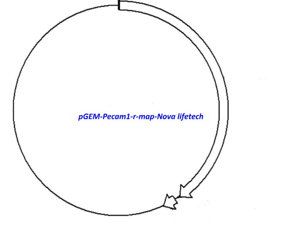 pGEM-Pecam1-r vector - Click Image to Close