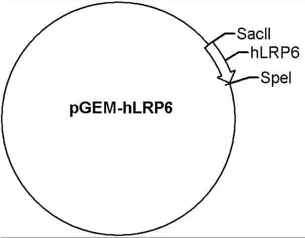 pGEM-hLRP6 Plasmid