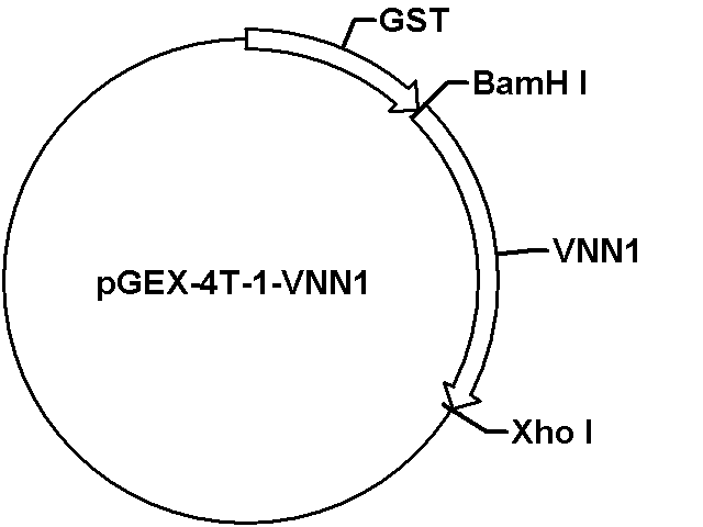 pGEX-4T-1-VNN1 Plasmid