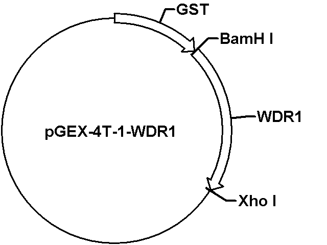 pGEX-4T-1-WDR1 Plasmid