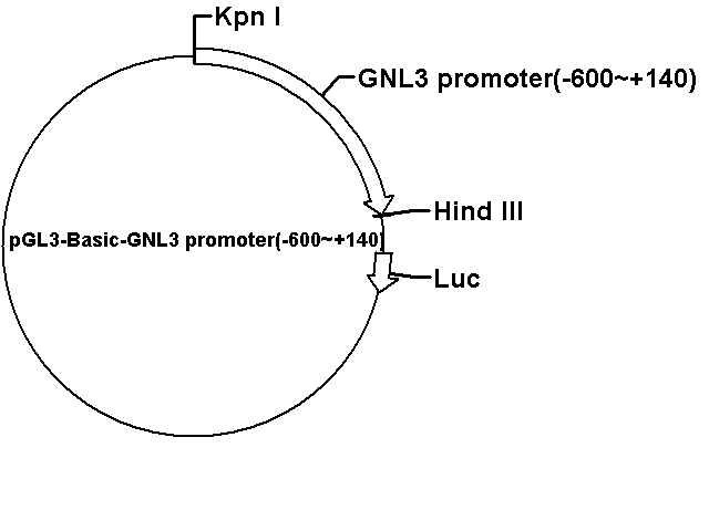 pGL3-Basic-GNL3 promoter(-600~+140) Plasmid