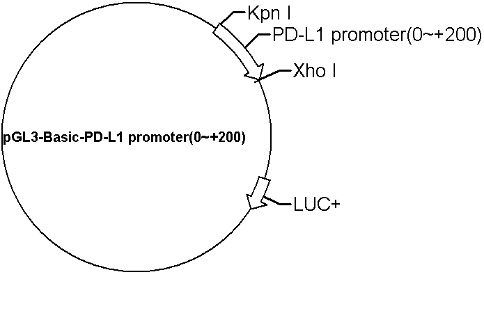 pGL3-Basic-PD-L1 promoter(0~+200) Plasmid