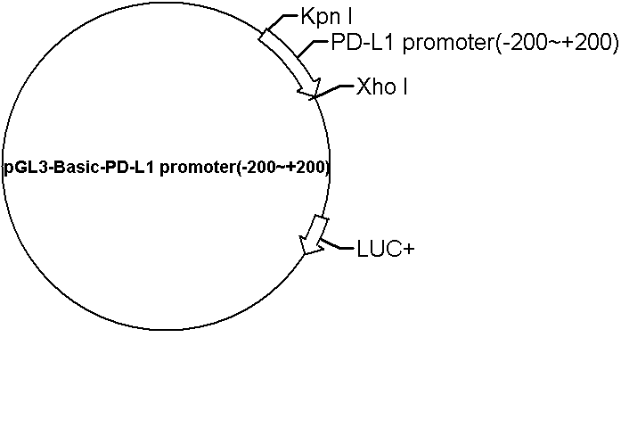 pGL3-Basic-PD-L1 promoter(-200~+200) Plasmid