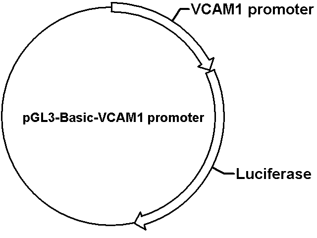 pGL3-Basic-VCAM1 promoter Plasmid