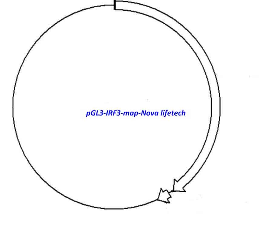 pGL3-IRF3 Plasmid