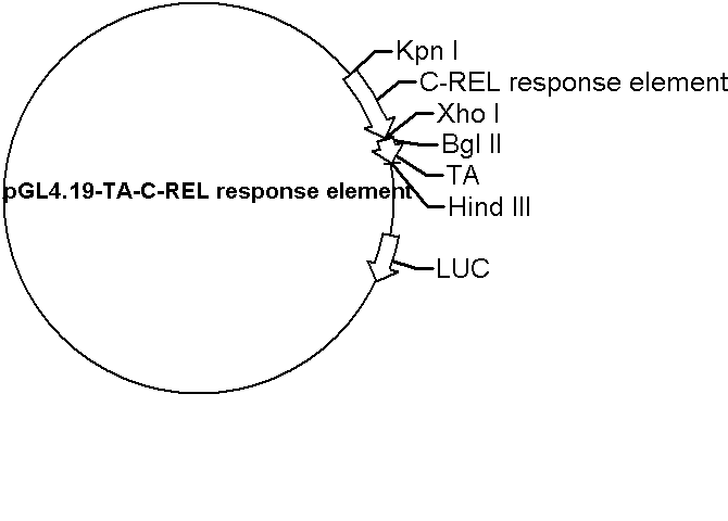 pGL4.19-TA-C-REL response element Plasmid