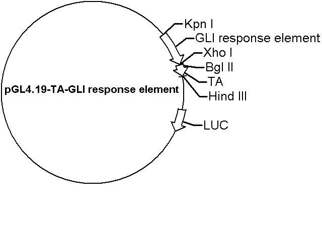 pGL4.19-TA-GLI response element Plasmid
