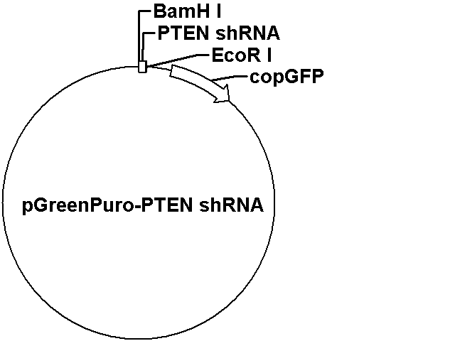pGreenPuro-PTEN shRNA Plasmid