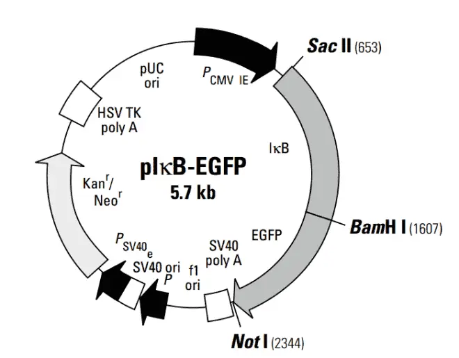 pI