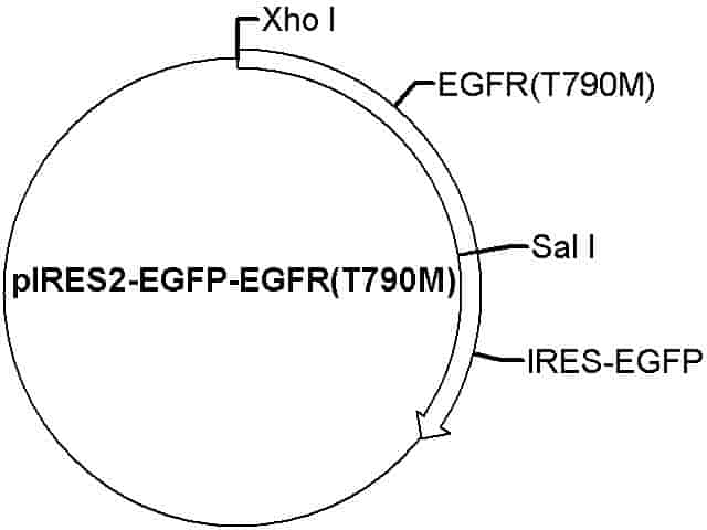pIRES2-EGFP-EGFR(T790M) Plasmid