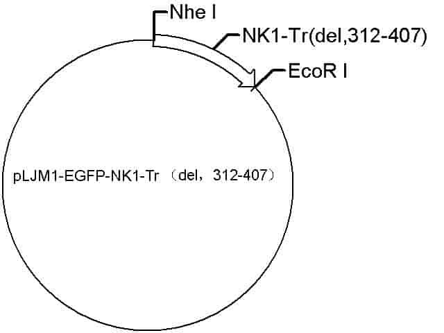 pLJM1-EGFP-Neurokinin Receptor 1 (del,312-407) Plasmid