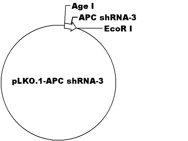 pLKO.1-APC shRNA-3 Plasmid