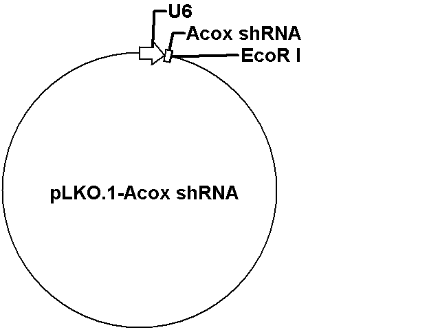 pLKO.1-Acox shRNA Plasmid
