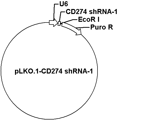 pLKO.1-CD274 shRNA-1 Plasmid