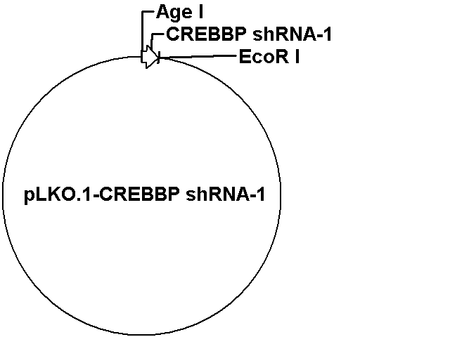 pLKO.1-CREBBP shRNA-1 Plasmid