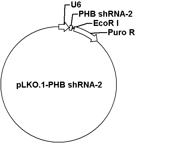 pLKO.1-PHB shRNA-2 Plasmid