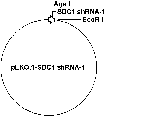 pLKO.1-SDC1 shRNA-1 Plasmid