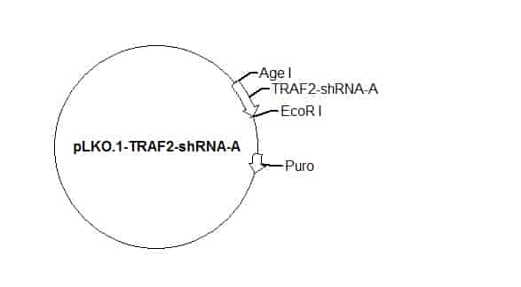 pLKO.1-TRAF2-shRNA-A Plasmid