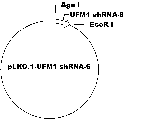 pLKO.1-UFM1 shRNA-6 Plasmid