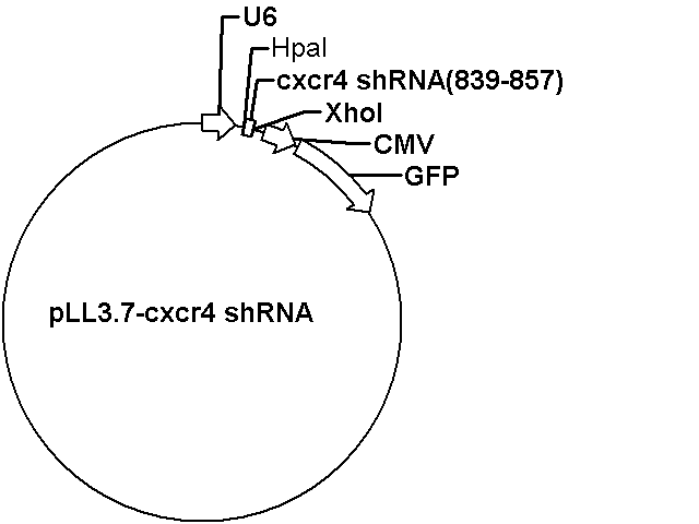 pLL3.7-CXCR4 shRNA (839-857) Plasmid