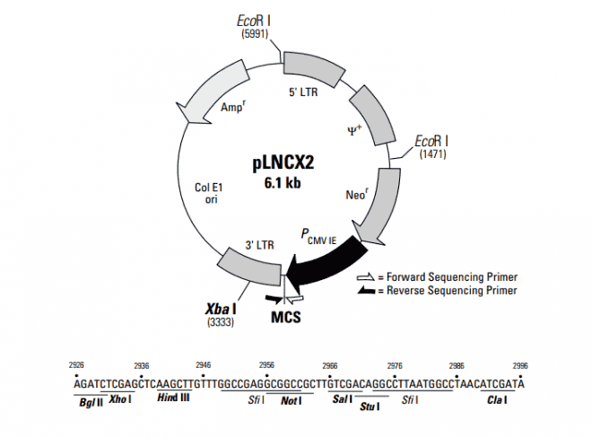 pLNCX2