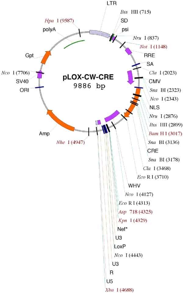 pLOX-CW-CRE