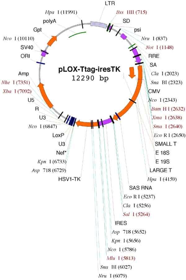 pLOX-Ttag-iresTK