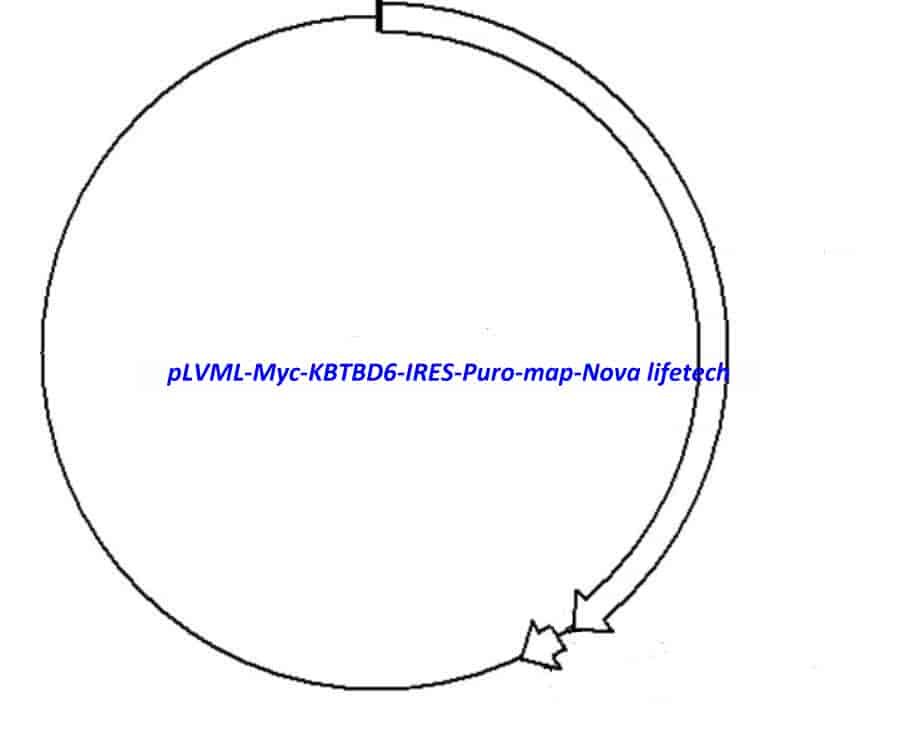 pLVML-Myc-KBTBD6-IRES-Puro