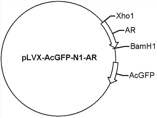 pLVX-AcGFP-N1-AR Plasmid