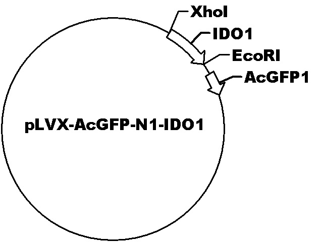 pLVX-AcGFP-N1-IDO1 Plasmid