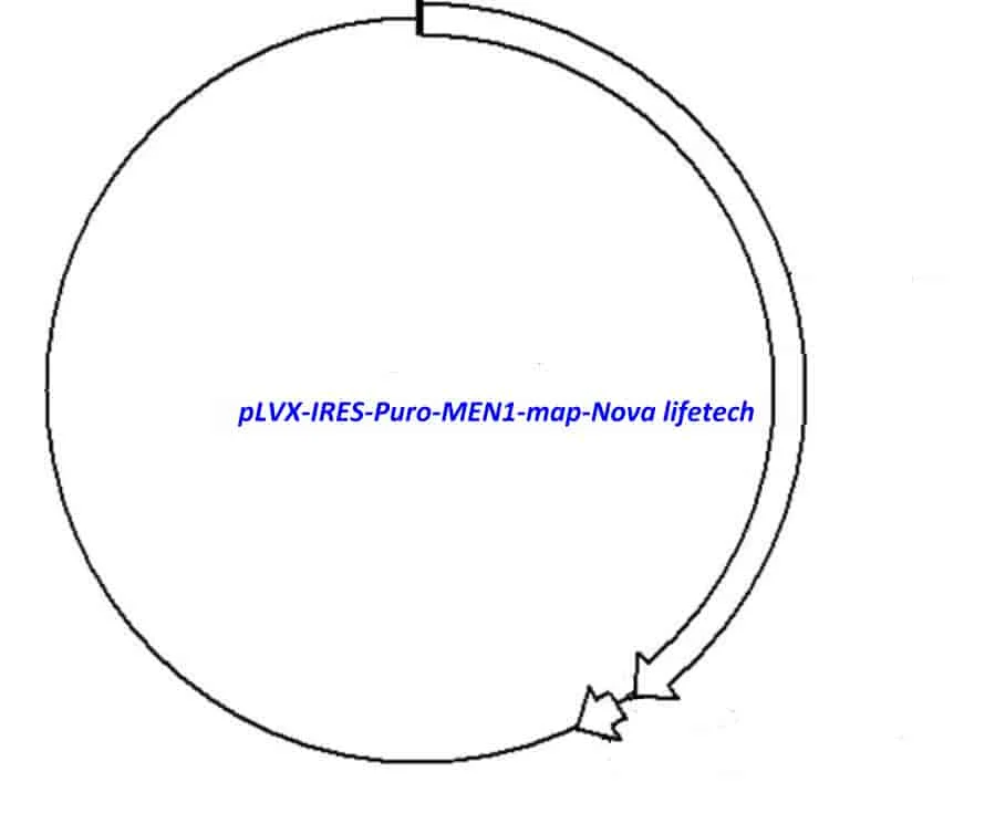 pLVX-IRES-Puro-MEN1