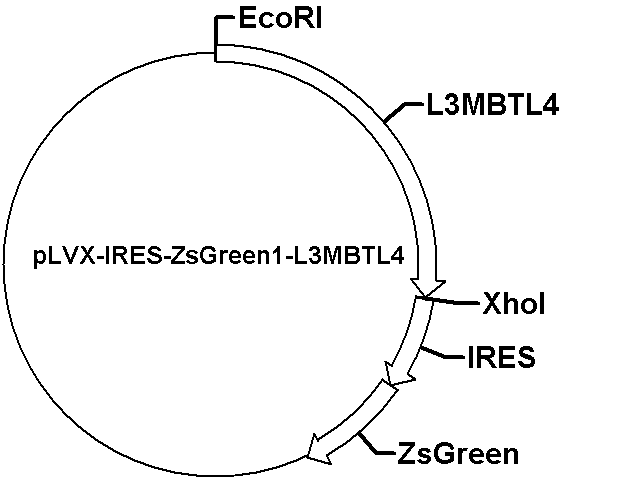 pLVX-IRES-ZsGreen1-L3MBTL4 Plasmid