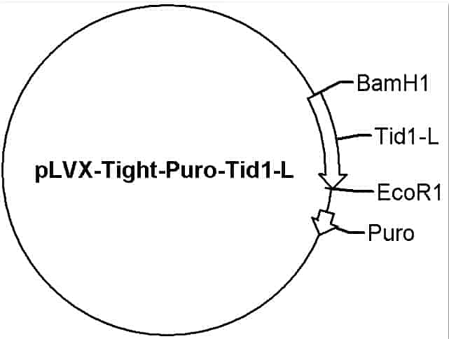 pLVX-Tight-Puro-Tid1-L Plasmid