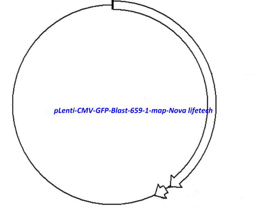pLenti CMV GFP Blast (659- 1)