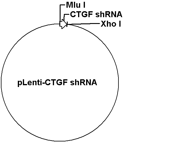 pLenti-CTGF shRNA Plasmid
